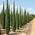 Кипарис Пирамидальный