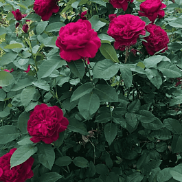 Роза Английская кустовая Darcey Bussell