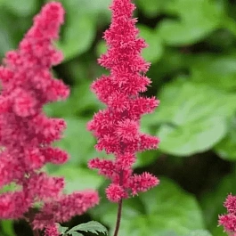 Астильба Арендса Spinell