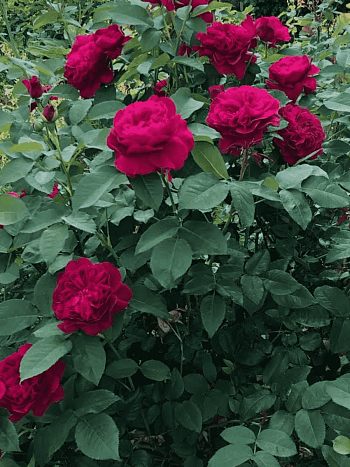 Роза Английская кустовая Darcey Bussell