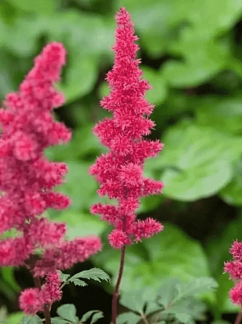 Астильба Арендса Spinell