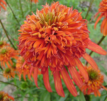 Эхинацея пурпурная Саммер Сальса