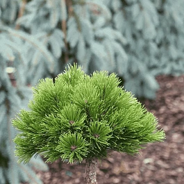 Сосна горная Little Gold Star штамб 80 см