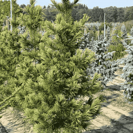 Сосна кедровая Aureovariegata