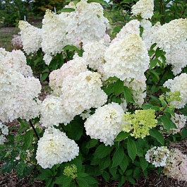 Гортензия метельчатая Дентель Де Горрон
