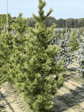 Сосна кедровая Aureovariegata