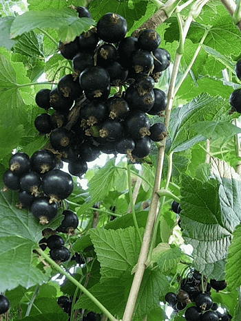 Смородина черная Севчанка