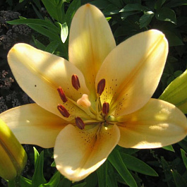 Лилия ла-гибрид Боллрум