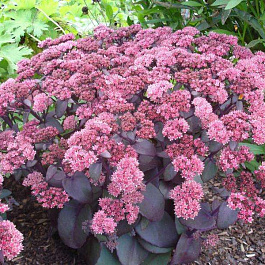 Седум гибридный Ксенокс