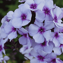 Флокс метельчатый Swizzle Blue