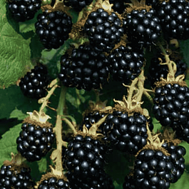 Ежевика садовая Лаутон