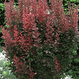 Барбарис Тунберга Red Pillar