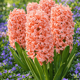 Гиацинт Gipsy Queen