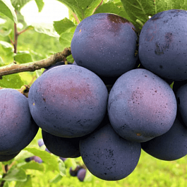 Слива домашняя Кромань