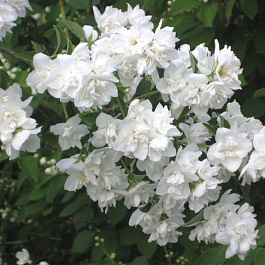 Жасмин садовый Арктика