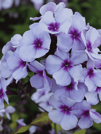 Флокс метельчатый Swizzle Blue