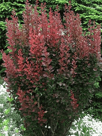 Барбарис Тунберга Red Pillar