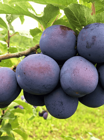 Слива домашняя Кромань