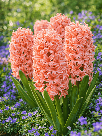 Гиацинт Gipsy Queen