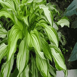 Хоста Twisted Spearmint