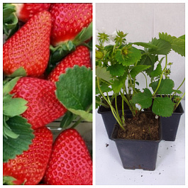 Земляника садовая Эми НАБОР 5ШТ Земляника садовая Эми НАБОР 5ШТ