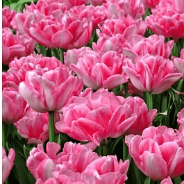 Тюльпан Махровый Foxtrot