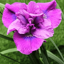 Ирис сибирский Spindazzle