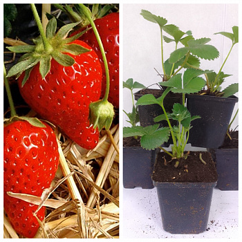 Земляника садовая Сизоже НАБОР 5ШТ