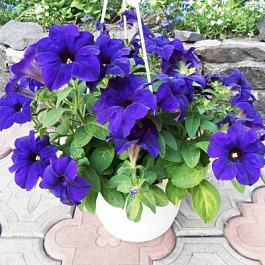 Петуния грандифлора Суперкаскад Блю
