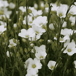 Песчанка горная