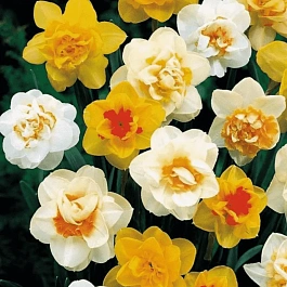 Нарцисс махровый Микс