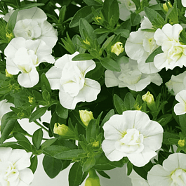 Калибрахоа Oro Double White