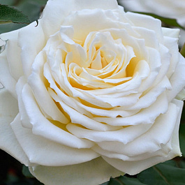 Роза чайно-гибридная Паскаль