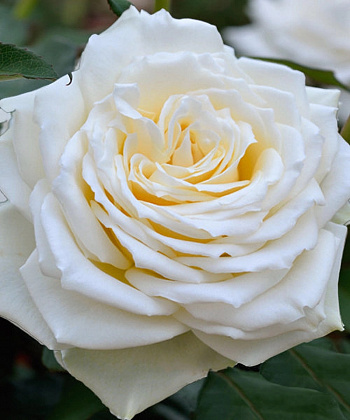 Роза чайно-гибридная Паскаль