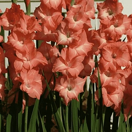 Гладиолус Rose Supreme