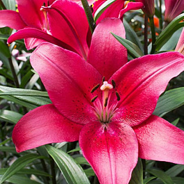 Лилия ла-гибрид Батистеро