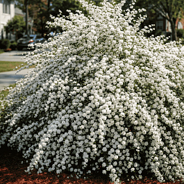 Спирея сливолистная