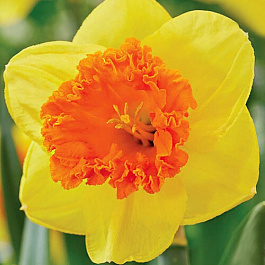 Нарцисс крупнокорончатый Корал Краун