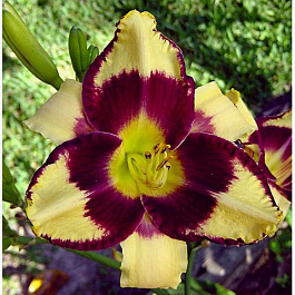 Лилейник гибридный Ямайка ми Крейзи