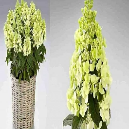 Гортензия метельчатая  Panzola