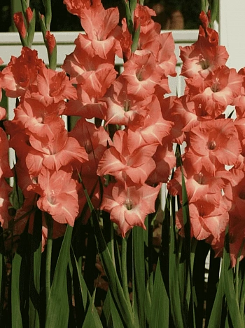 Гладиолус Rose Supreme
