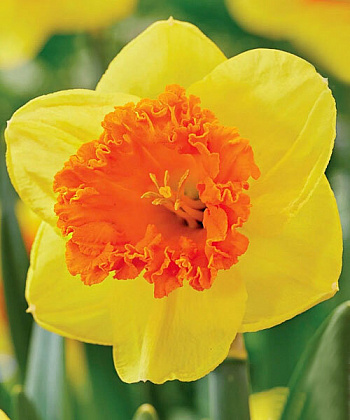 Нарцисс крупнокорончатый Корал Краун