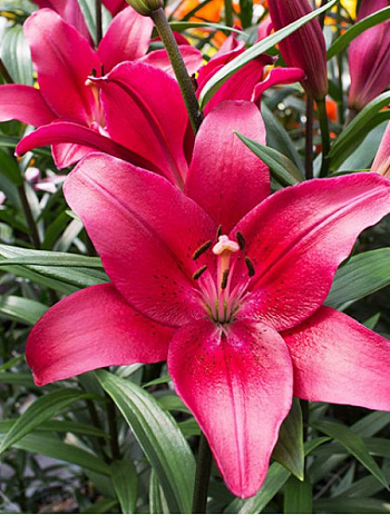 Лилия ла-гибрид Батистеро Лилия ла-гибрид Батистеро