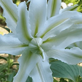 Лилия Polar Star (Lotus Pure)