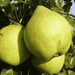 Груша Просто Мария