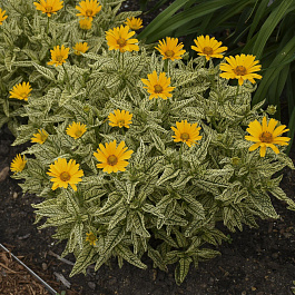 Гелиопсис подсолнечниковидный Лорэйн Саншайн