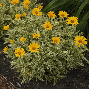 Гелиопсис подсолнечниковидный Лорэйн Саншайн