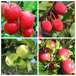 Дерево-сад (3-4х летка) яблоня 4 сорта Хоней Крисп-Китайка Долго-Налив белый-Уэлси