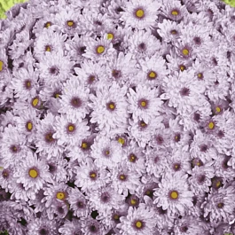 Хризантема  Sunbeam Pink