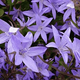 Колокольчик пожарского Lagoon Blue